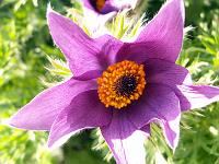Pflanzen 19  K&uuml;chenschelle (Pulsatilla).