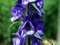 Pflanzen 193  Blauer Eisenhut (Aconitum napellus) im botanischen garten in Ulm, 22.05.2011.