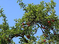 Pflanzen 197  Ein Apfelbaum an der Burh Derneck am 11.09.2011.