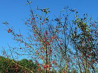 Pflanzen 199  Gew&ouml;hnliche Spindelstrauch (Euonymus europaeus) auch Pfaffenh&uuml;tchen genannt, 01.10.2011.