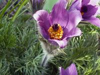 Pflanzen 20  K&uuml;chenschelle (Pulsatilla).