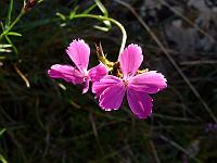 Pflanzen 200  Stein-Nelke (Dianthus sylvestris) im Lonetal, 01.10.2011.