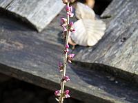 Pflanzen 205  Der erste Seidelbast (Daphne) im Jahr, 10.03.2012.