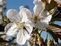 Pflanzen 21  Kirschbl&uuml;ten im Neidlinger Tal.