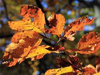 Pflanzen 214  Es wird Herbst am Rosenstein, 21.10.2012.