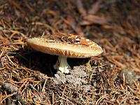 Pflanzen 216  Pilz im richtigen Licht, Th&uuml;ringen am 31.10.2012.