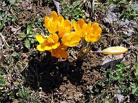 Pflanzen 220  Krokus im Eselsburger Tal am 14.04.2013.