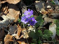 Pflanzen 221  Leberbl&uuml;mchen (Hepatica nobilis) im Eselsburger Tal am 14.04.2013.