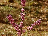 Pflanzen 222  Seidelbast (Daphne) im Eselsburger Tal am 14.04.2013.