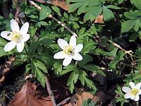 Pflanzen 223  Buschwindr&ouml;schen (Anemone nemorosa) im Eselsburger Tal am 14.04.2013.