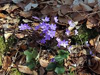 Pflanzen 224  Leberbl&uuml;mchen (Hepatica nobilis) im Eselsburger Tal am 14.04.2013.