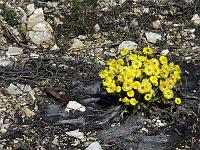 Pflanzen 225  Huflattich (Tussilago farfara) Leberbl&uuml;mchen (Hepatica nobilis) im Eselsburger Tal am 14.04.2013.