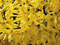 Pflanzen 227  Forsythien (Forsythia) in Blaubeuren am 01.05.2013.