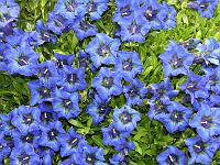 Pflanzen 232  Enziane (Gentiana) in unserem Garten am 11.05.2013.
