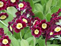 Pflanzen 234  Aurikel - vermutlich Gold CenterAlpine Auricula Type am 11,05.2013.