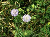 Pflanzen 243  Acker-Witwenblume (Knautia arvensis), 06.07.2013.
