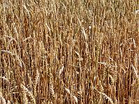 Pflanzen 244  Reifes Kornfeld, 22.07.2013.