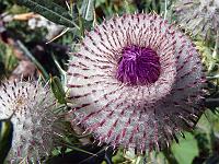 Pflanzen 245  Gro&szlig;e Woll-Distel in Fiss, 04.08.2013.