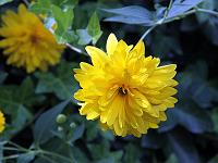 Pflanzen 247  Gelbe Chrysantheme (Chrysanthemum), Lana 09.08.2013.