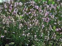 Pflanzen 248  Heidekr&auml;uter (Erica) im Wental am 21.09.2013.