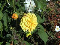Pflanzen 249  Gelbe Chrysantheme (Chrysanthemum), Marbach am 03.10.2013.