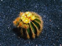 Pflanzen 25  Kaktus im Jardin de Cactus - Insel Lanzarote 1996.