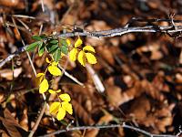 Pflanzen 252  Zarte Rosenbl&auml;tter im Herbst, H&auml;rtsfeldhof 30.12.2013.