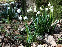 Pflanzen 254  Fr&uuml;hlings-Knotenblume (Leucojum vernum), 09.03.2014 bei Beimerstetten.