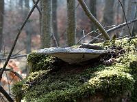 Pflanzen 255  Baumpilz, 09.03.2014 bei Beimerstetten.