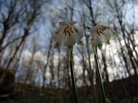Pflanzen 258  Fr&uuml;hlings-Knotenblume (Leucojum vernum), 16.03.2014.