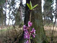 Pflanzen 259  Seidelbast (Daphne), 22.03.2014.