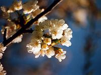 Pflanzen 26  Kirschbl&uuml;ten im Neidlinger Tal.