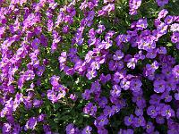 Pflanzen 260  Blaukissen (Aubrieta), Flein 30.03.2014.