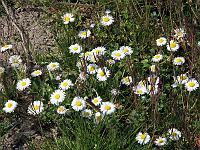 Pflanzen 264  G&auml;nsebl&uuml;mchen (Bellis perennis) in Flein am 30.03.2014.