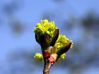 Pflanzen 265  Aufbrechende Knospe, Flein am 30.03.2014.