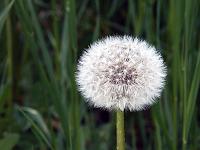 Pflanzen 269  L&ouml;wenzahn (Taraxacum sect. Ruderalia) am Gardasee, 13.04.2015.