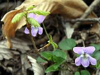 Pflanzen 270  Wald-Veilchen (Viola reichenbachiana) am Gardasee, 13.04.2015.