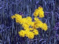Pflanzen 272  L&ouml;wenzahn-Pippau (Crepis vesicaria) am Gardasee, 13.04.2015.