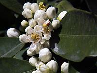 Pflanzen 276  Zitronenbl&uuml;te am Gardasee, 15.04.2015.