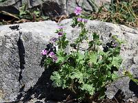 Pflanzen 279  Wald-Storchschnabel (Geranium sylvaticum), geseen am Gardasee am 17.04.2014.