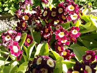 Pflanzen 28  Aurikel - vermutlich Gold CenterAlpine Auricula Type.