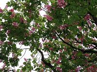 Pflanzen 284  Bl&uuml;hende Kastanien in Frauenfeld, Schweiz, 10.05.2015.