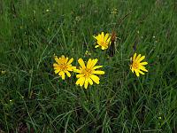 Pflanzen 286  Habichtskraut (Hieracium amplexicaule), 11.05.2014.