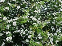 Pflanzen 287  Bl&uuml;hende Weißdorne (Crataegus), 11.05.2014.