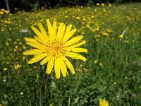 Pflanzen 288  Habichtskraut (Hieracium amplexicaule), 11.05.2014.
