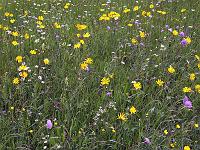 Pflanzen 289  Blumenwiese in der Schweiz, am 11.05.2014.