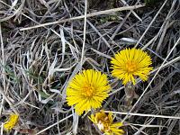 Pflanzen 29  Huflattich (Tussilago farfara).