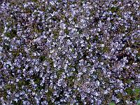 Pflanzen 292  Vergissmeinnicht (Myosotis), 16.05.2014.