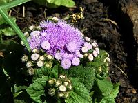 Pflanzen 294  Ageratum houstonianum, 31.05.2014.