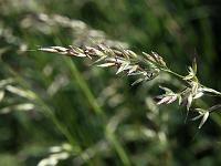 Pflanzen 295  Gras mit Samen, 31.05.2014.